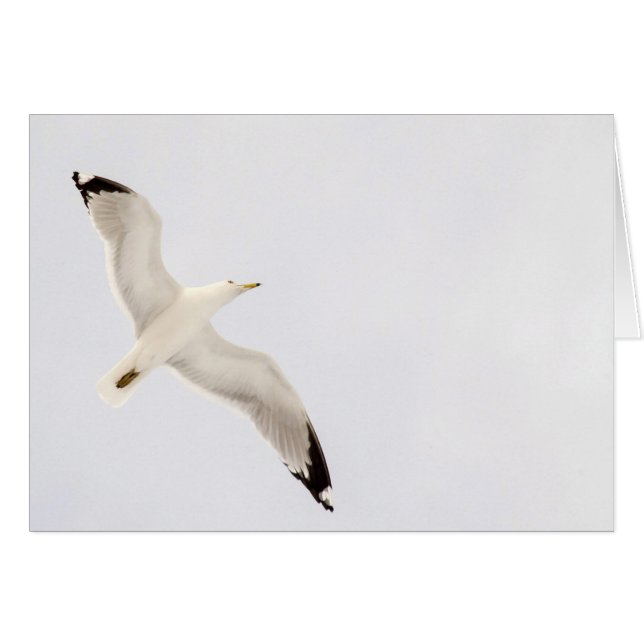 Flying Gull (Front Horizontal)