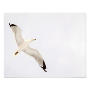 Flying Gull Photo Print