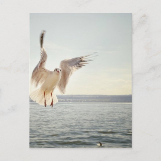 Flying Gull Postcard (Front)