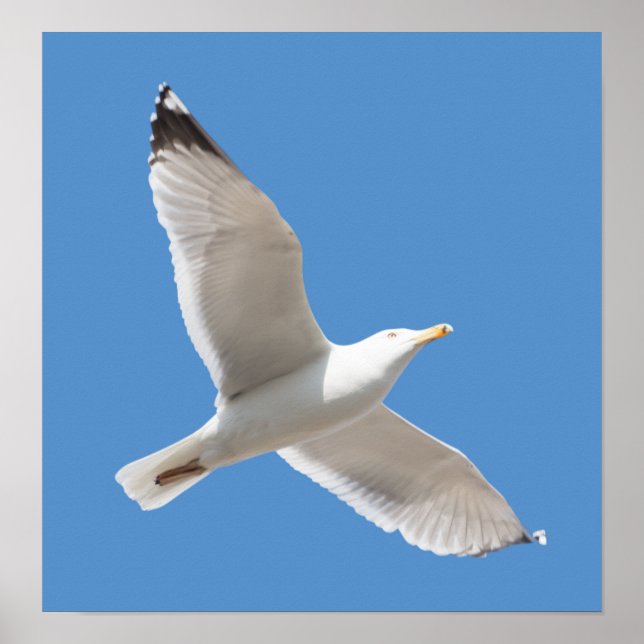 Flying gull poster (Front)