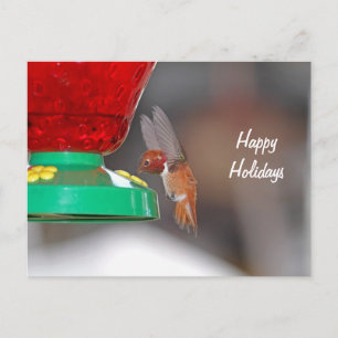 Flying Hummingbird and Hummingbird Feeder Holiday Postcard