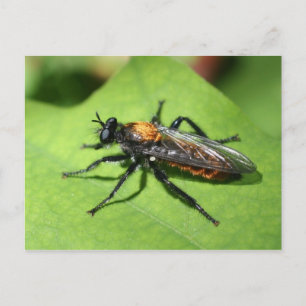 Flying Insect Close Up Nature Postcard