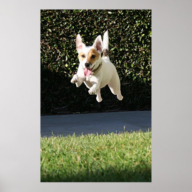 Flying Jack Russell Terrier (cropped) Poster (Front)