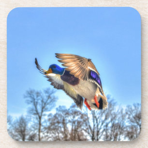 Flying Mallard Duck Drake Wildlife Photo Coaster