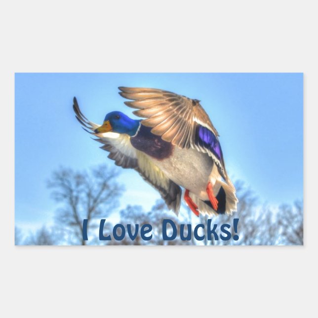 Flying Mallard Duck Drake Wildlife Photo Sticker (Front)
