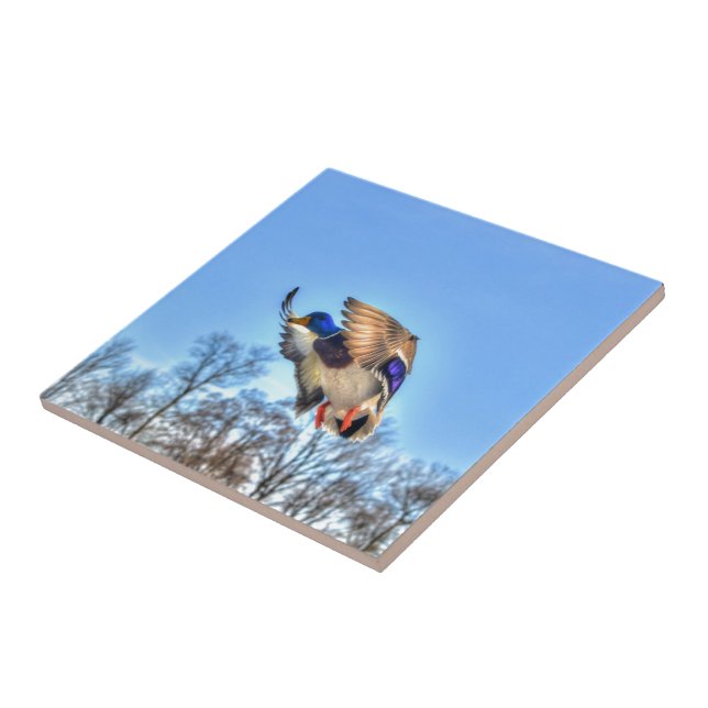 Flying Mallard Duck Drake Wildlife Photo Tile (Side)