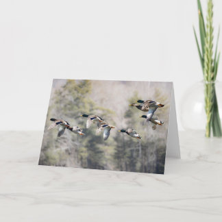 Flying Mallards Card
