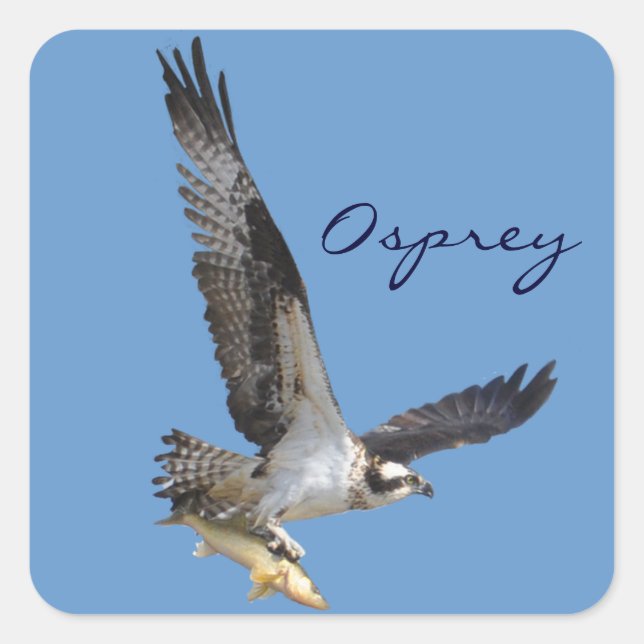 Flying Osprey & Fish Wildlife Photography Square Sticker (Front)