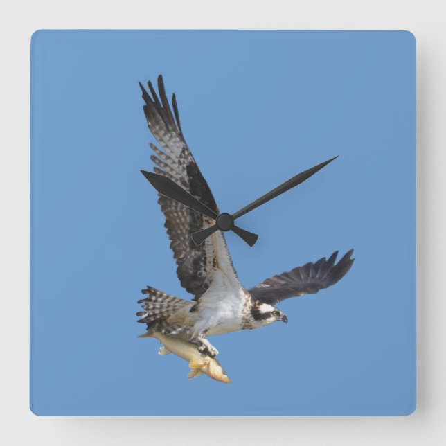 Flying Osprey & Fish Wildlife Photography Square Wall Clock (Front)