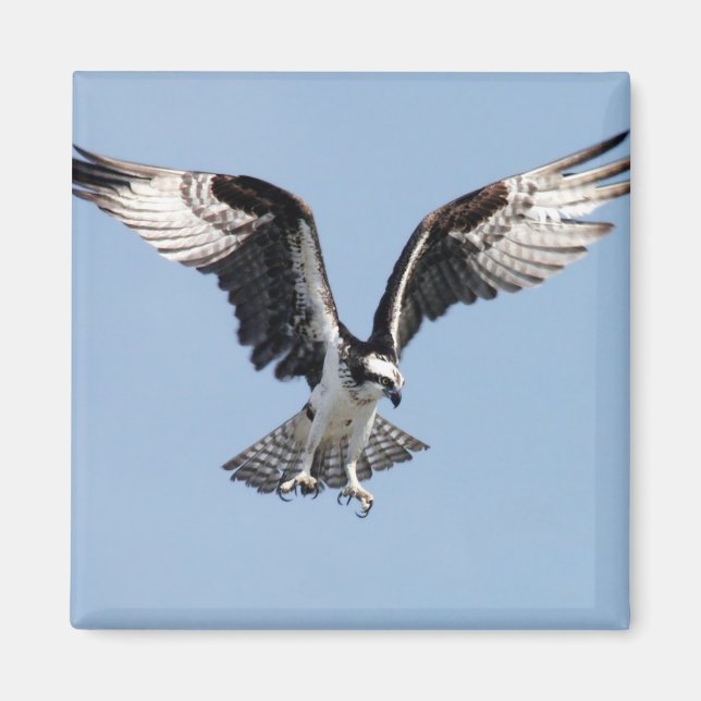 Flying Osprey Magnet (Front)