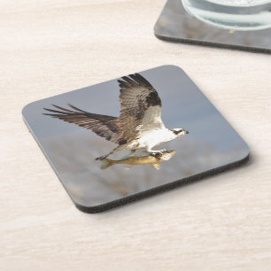 Flying Osprey with Walleye Fish HDR Photo Coaster