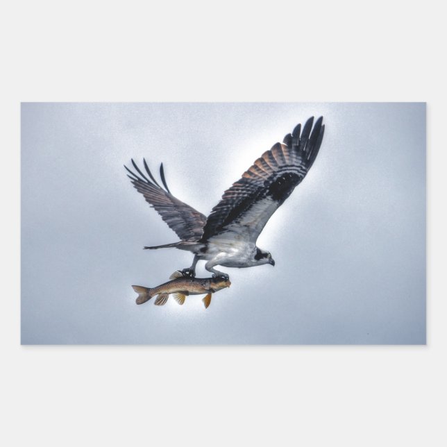 Flying Osprey with Walleye Fishing HDR Photo Sticker (Front)