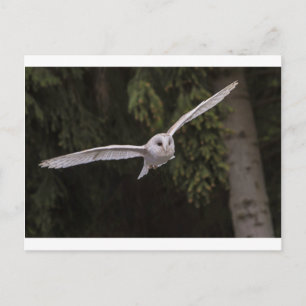 Flying owl postcard