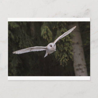 Flying owl postcard