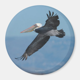Flying Pelican Magnet 9