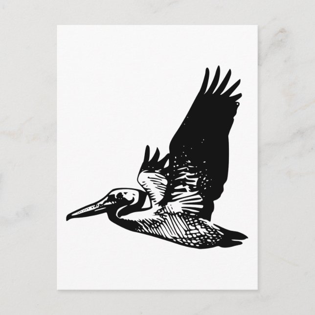 Flying Pelican Postcard (Front)