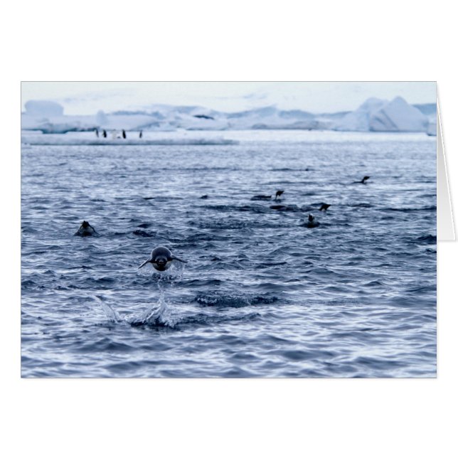 Flying penguin (Front Horizontal)