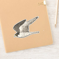 Flying Peregrine Falcon Coloured Pencil Art