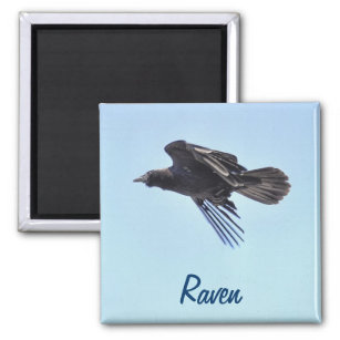 Flying Raven in Blue Sky HDR Photo Design Magnet