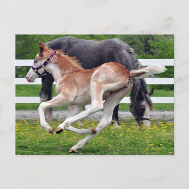 Flying Red Roan Colt Postcard (Front)