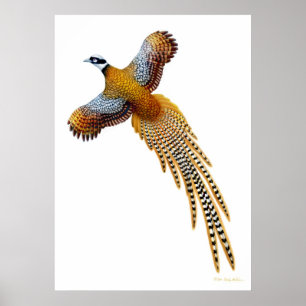 Flying Reeves Pheasant Print