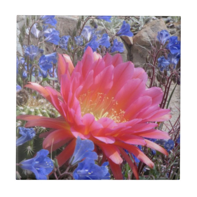 Flying Saucer Cactus Bloom Tile (Front)