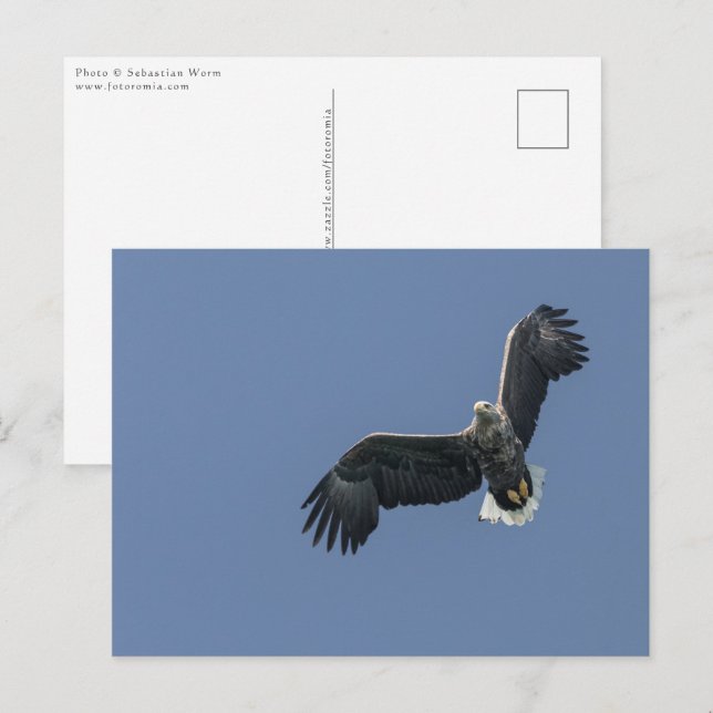 Flying Sea Eagle Postcard (Front/Back)