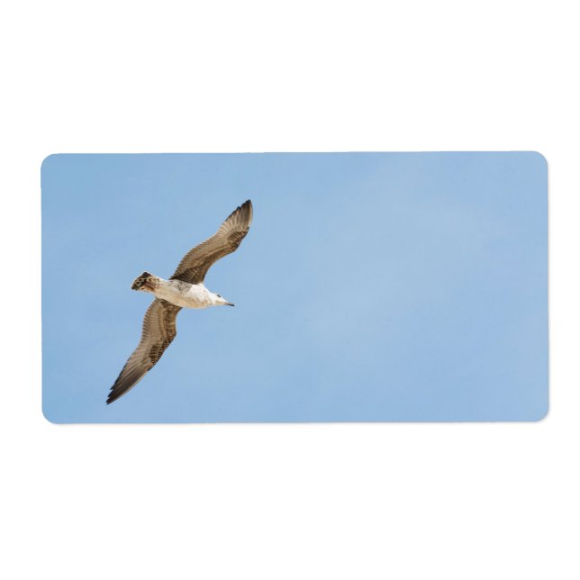 Flying seagull (Front)