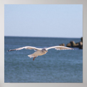 Flying Seagull Photo Poster