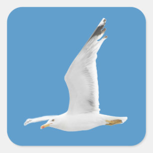 Flying seagull square sticker