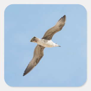 Flying seagull square sticker