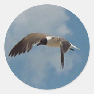 Flying Seagull Stickers