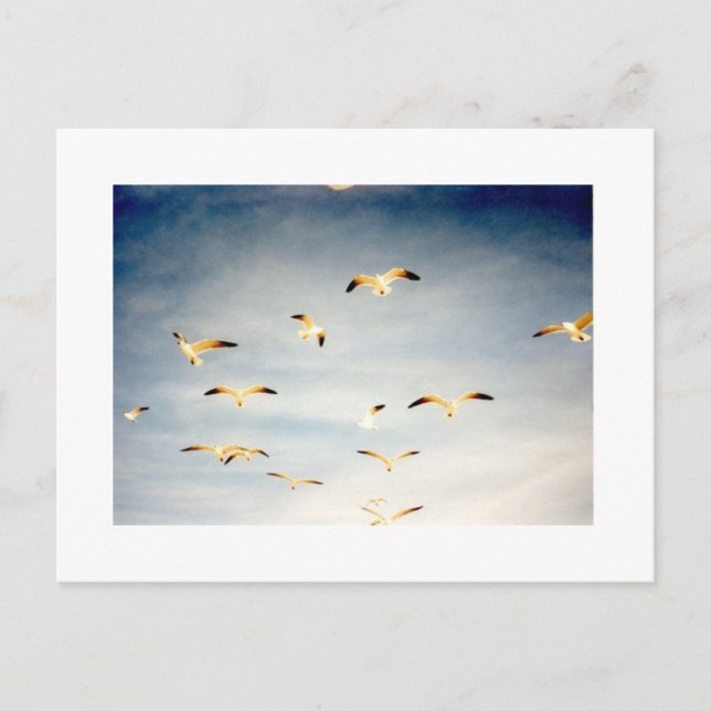 Flying Seagulls Postcard (Front)
