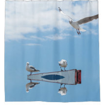 Flying Sitting Seagulls Birds Blue Sky