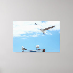 Flying Sitting Seagulls Birds Blue Sky Canvas Print