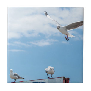 Flying Sitting Seagulls Birds Blue Sky Tile