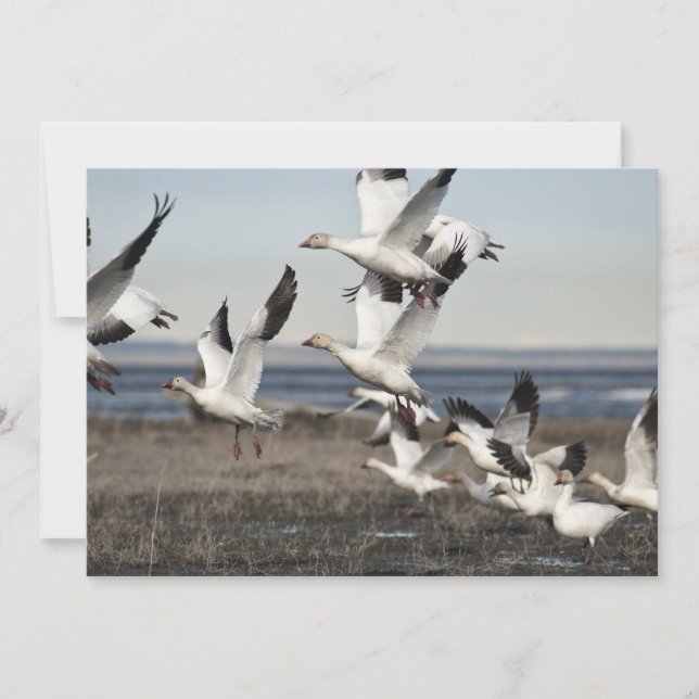 Flying Snow Geese (Front)