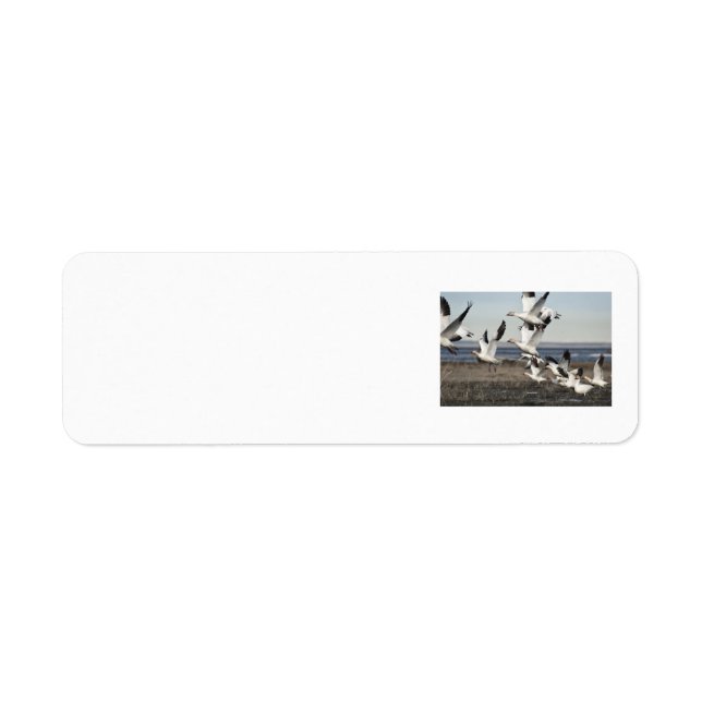 Flying Snow Geese (Front)