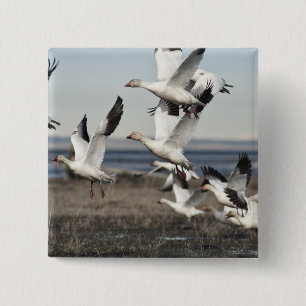 Flying Snow Geese 2 Inch Square Button
