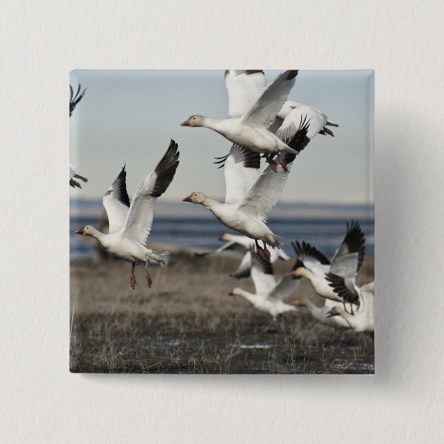 Flying Snow Geese 2 Inch Square Button (Front)