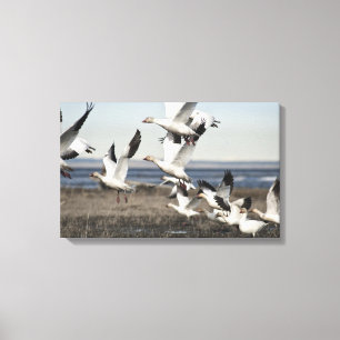 Flying Snow Geese Canvas Print