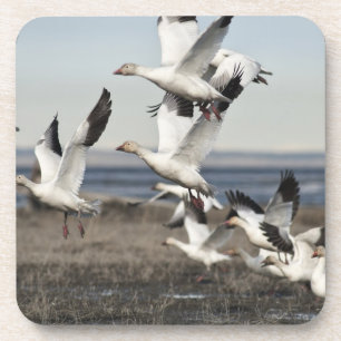 Flying Snow Geese Coaster