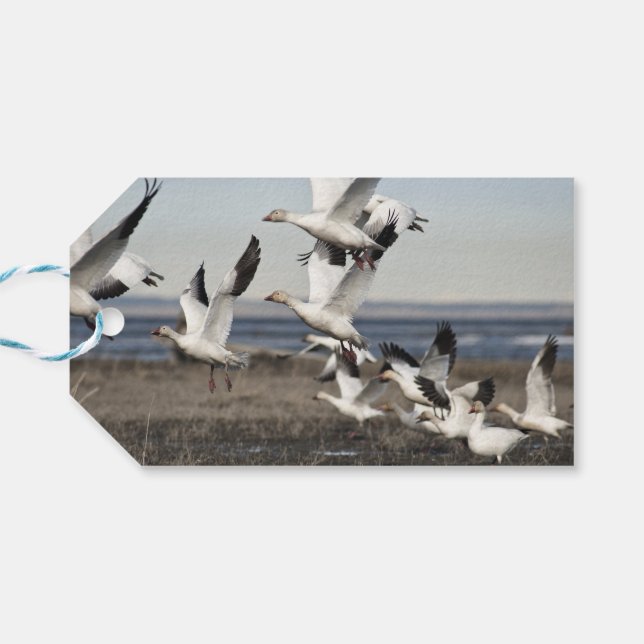 Flying Snow Geese Gift Tags (Back Horizontal)