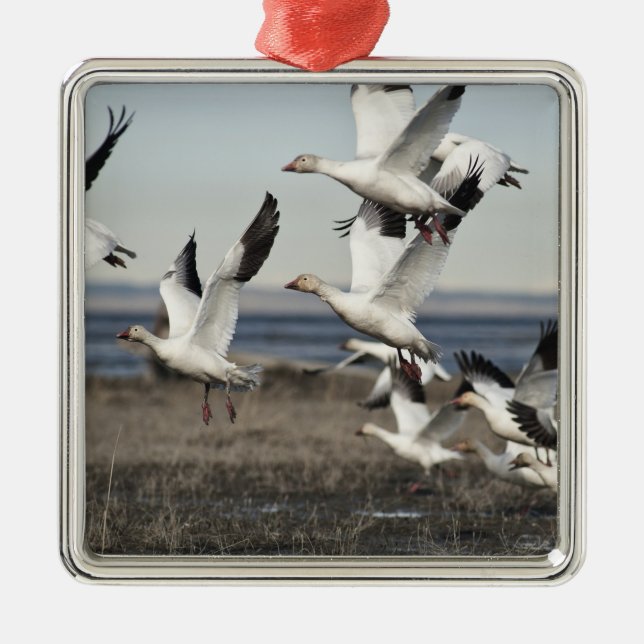 Flying Snow Geese Metal Ornament (Front)