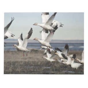 Flying Snow Geese Notepad