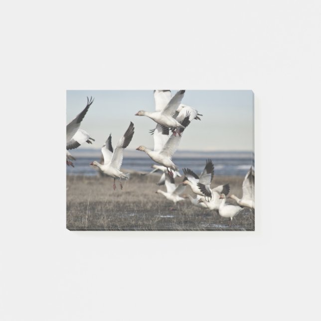 Flying Snow Geese Post-it Notes (Front)