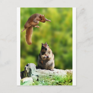 Flying squirrel postcard