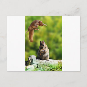 Flying squirrel postcard