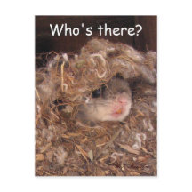 Flying Squirrel Postcard