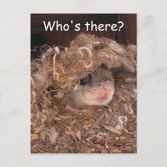 Flying Squirrel Postcard (Front)